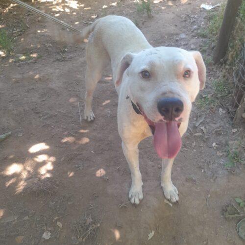 Blanco - 4 Anni (Nato Indicativamente A Gennaio Del 2021)  - Simil Dogo Argentino  - Taglia: Media  
